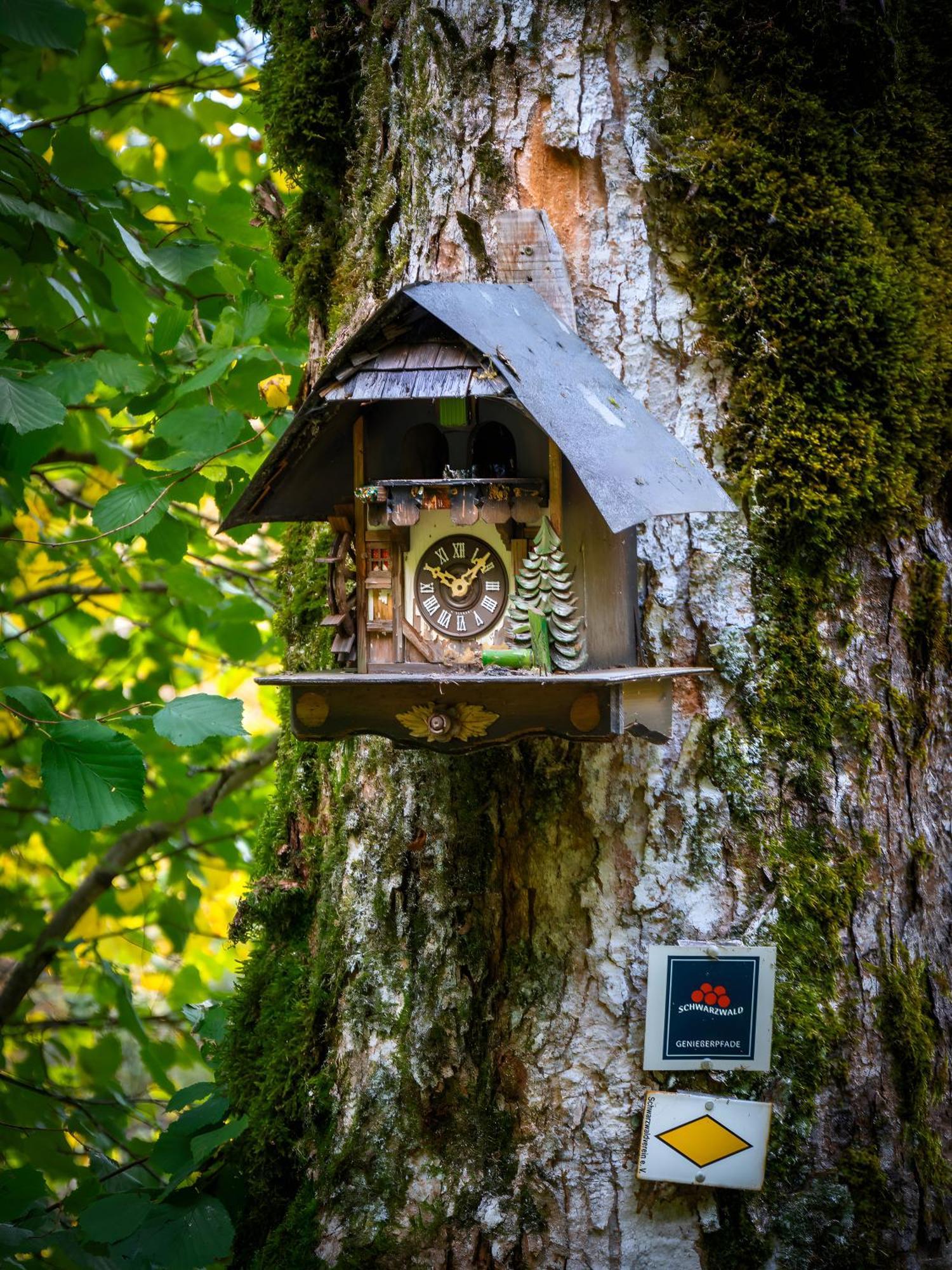 Landhaus Panoramablick Schonach im Schwarzwald Eksteriør billede